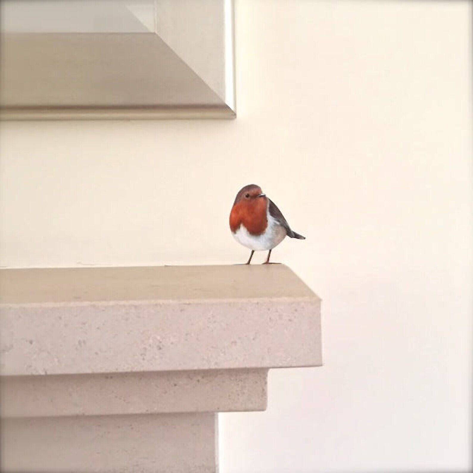 Wonderwallsboutique – wholesale Wall decal/stickers – Whimsical Robin Wall Sticker with Peel and Stick Tech3