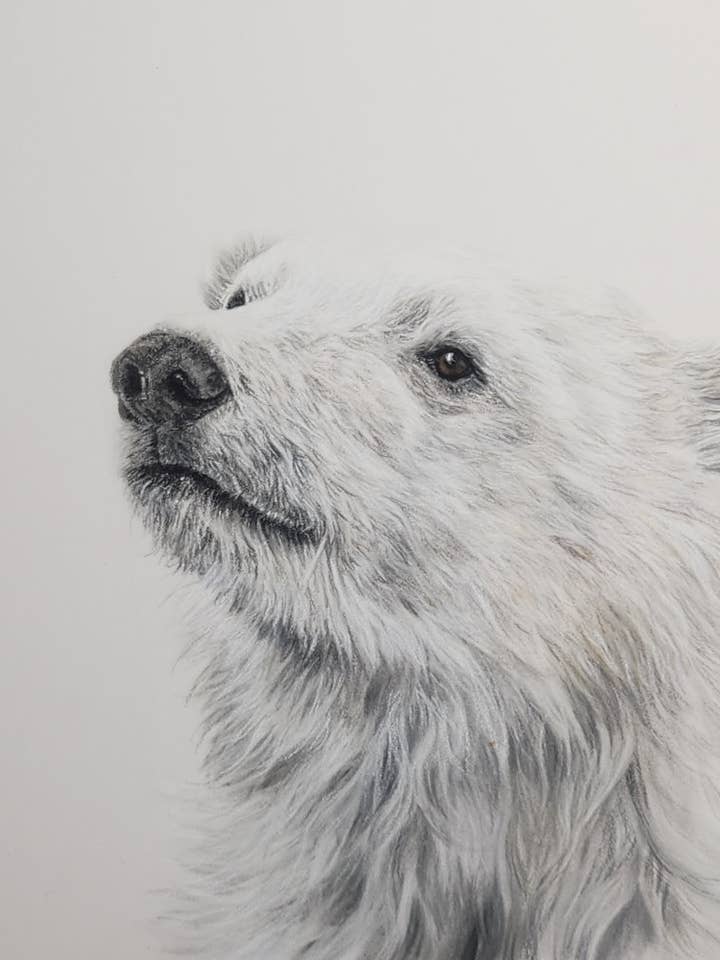 Polar Bear Giclée Art Print 'Searching for Answers' for wholesale by Crystal Clarke Animal Art