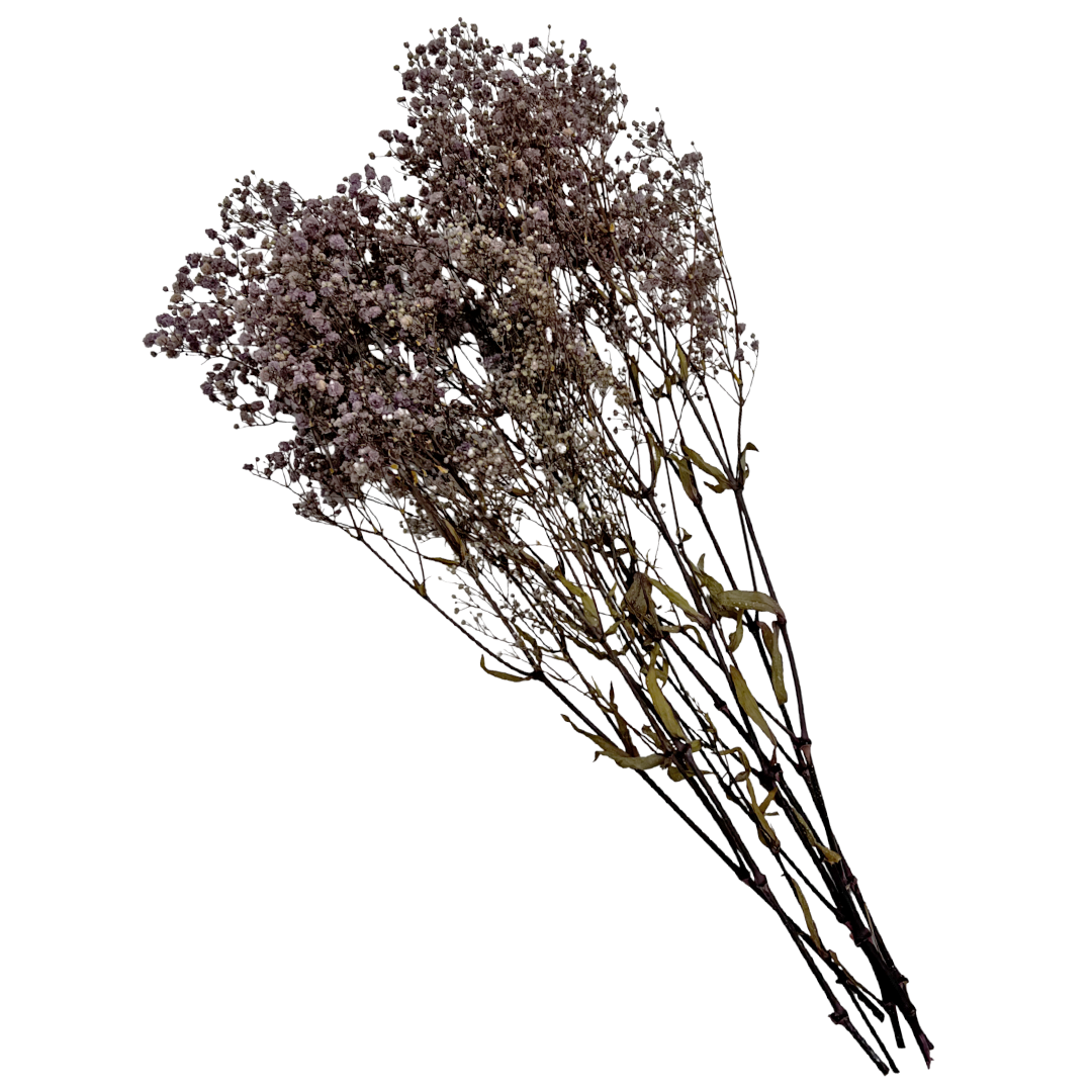 2626 Designs - Wholesale Dried/Pressed Flowers - Preserved Gypsophila, Baby's Breath,24" long30