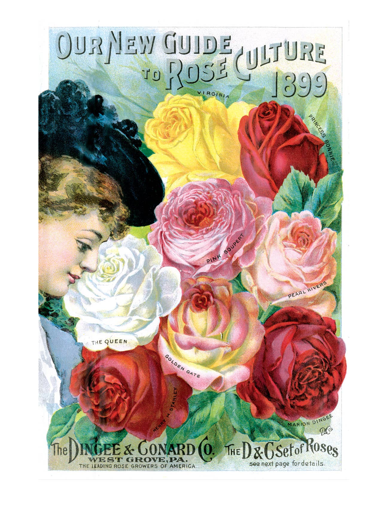 Laughing Elephant - Vendita all'ingrosso Biglietti di auguri generici - Rose antiche - Biglietti inscatolati per uso quotidiano2