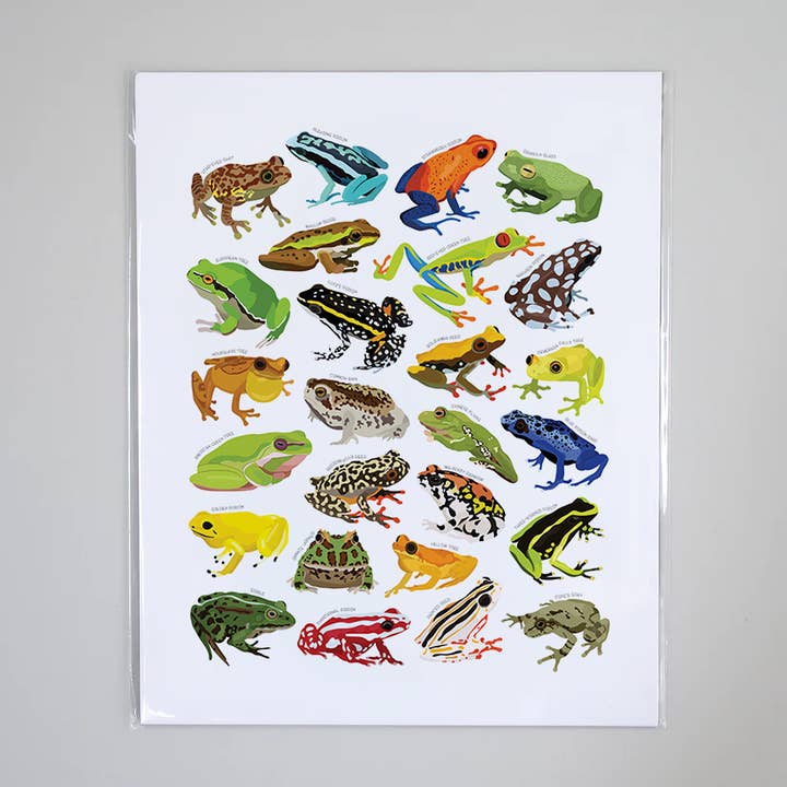 Types of Frogs - Educational Nature Art Print for wholesale by Beehive 95 Designs