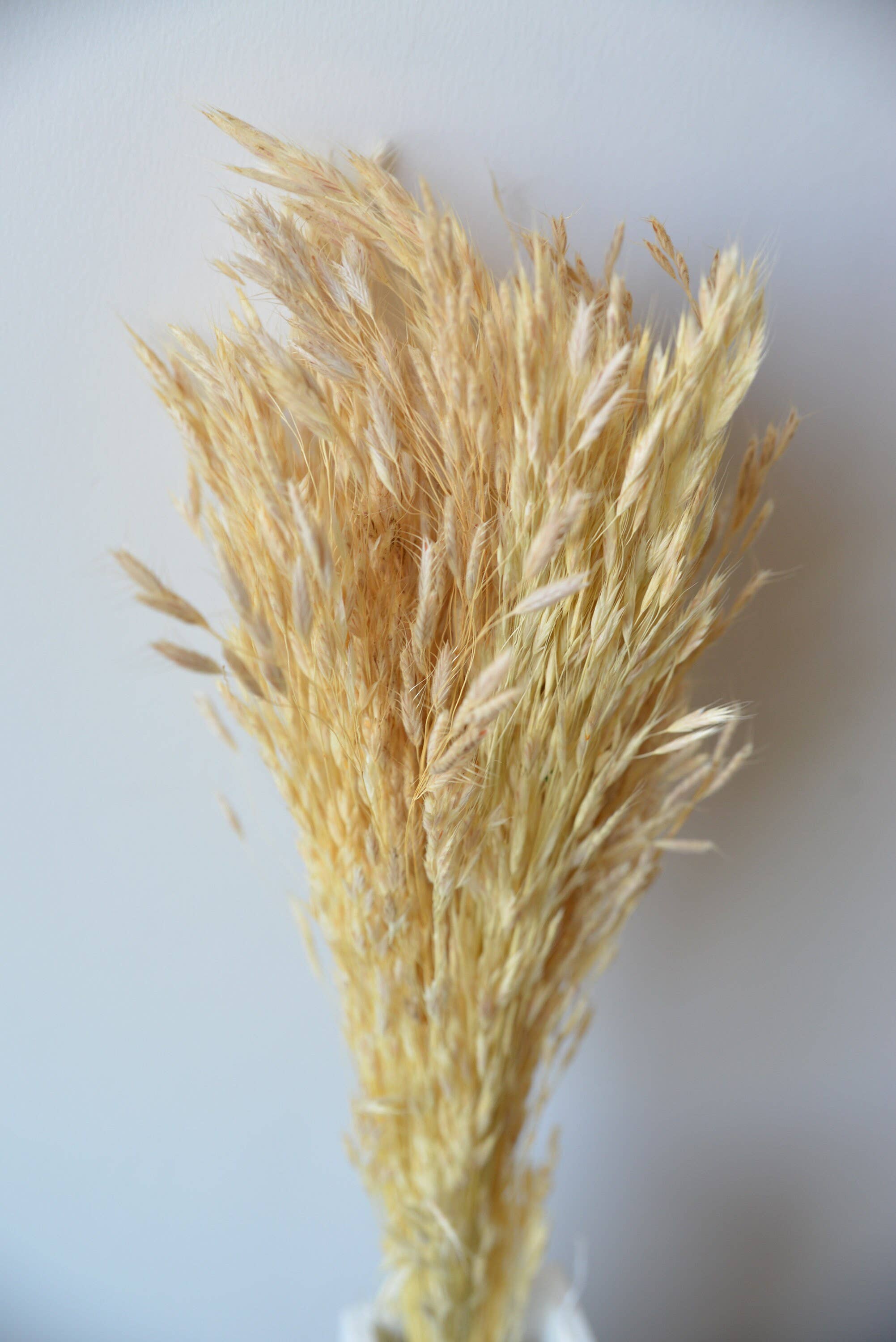 MY BOUQUETS - Wholesale Gedroogde/geperste bloemen - Gedroogd pluim riet, ivoorpluim, gedroogde haverbos, ivoorgras, bloemstuk gras, doe-het-zelf bruiloft, doe-het-zelf bloemstukken, vulbloemen1