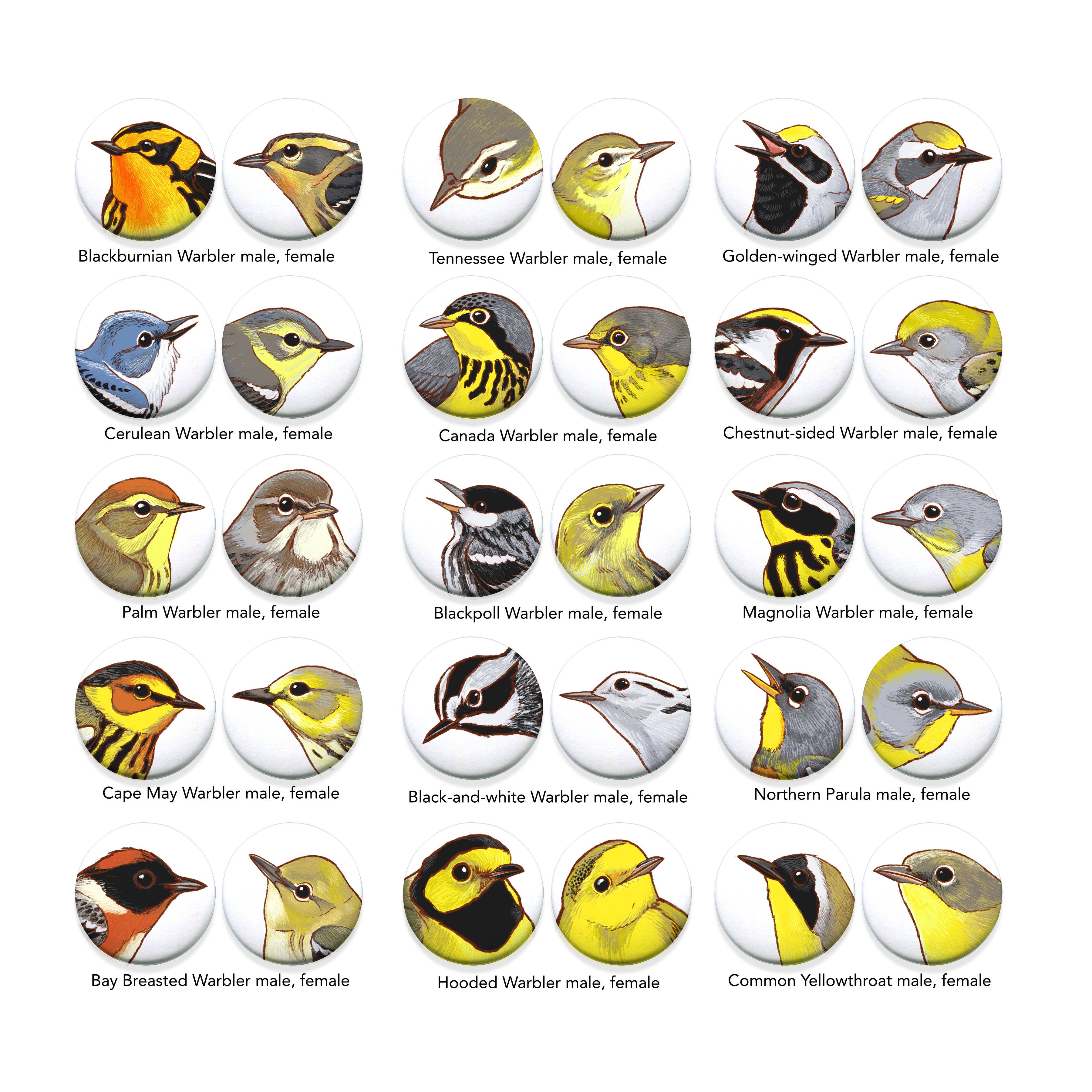 River Thrush Studio - Wholesale Lapel Pin/Button - Bird Portrait Pins 1.5 inches6