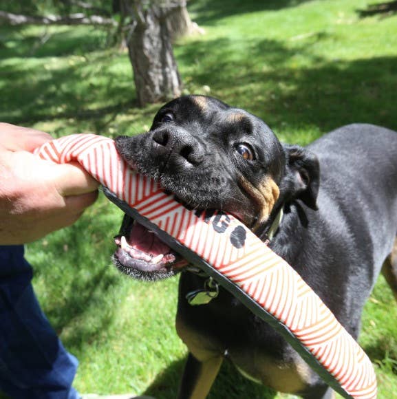 Pet Palette Distribution - Wholesale Pet Toy - Dog - KONG® Maxx Stick Dog Fetch Toy Medium/Large2