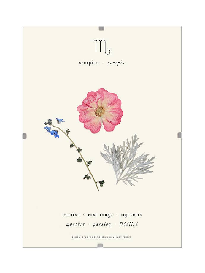 L'erbario degli scorpioni per la vendita all'ingrosso da parte di Folium - Maison Botanique