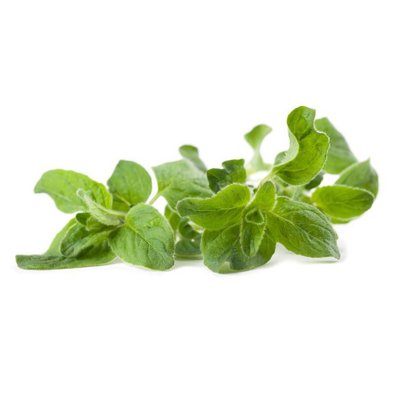 Bentley Seed Co. - Wholesale Plant Seeds - Oregano Seed Packets2