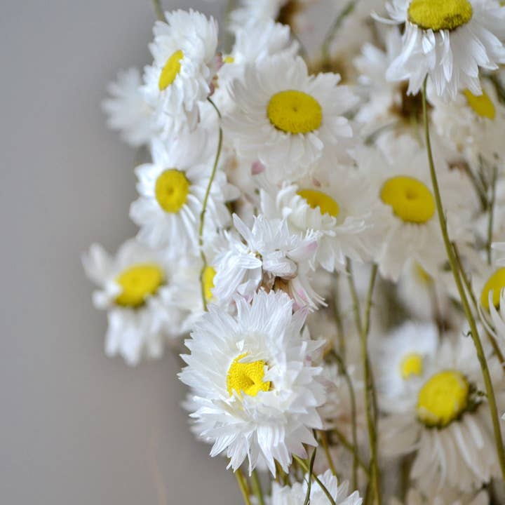 Pampas & Bloom - Wholesale Dried/Pressed Flowers - White Giant Daisies Dried Flower Bunch