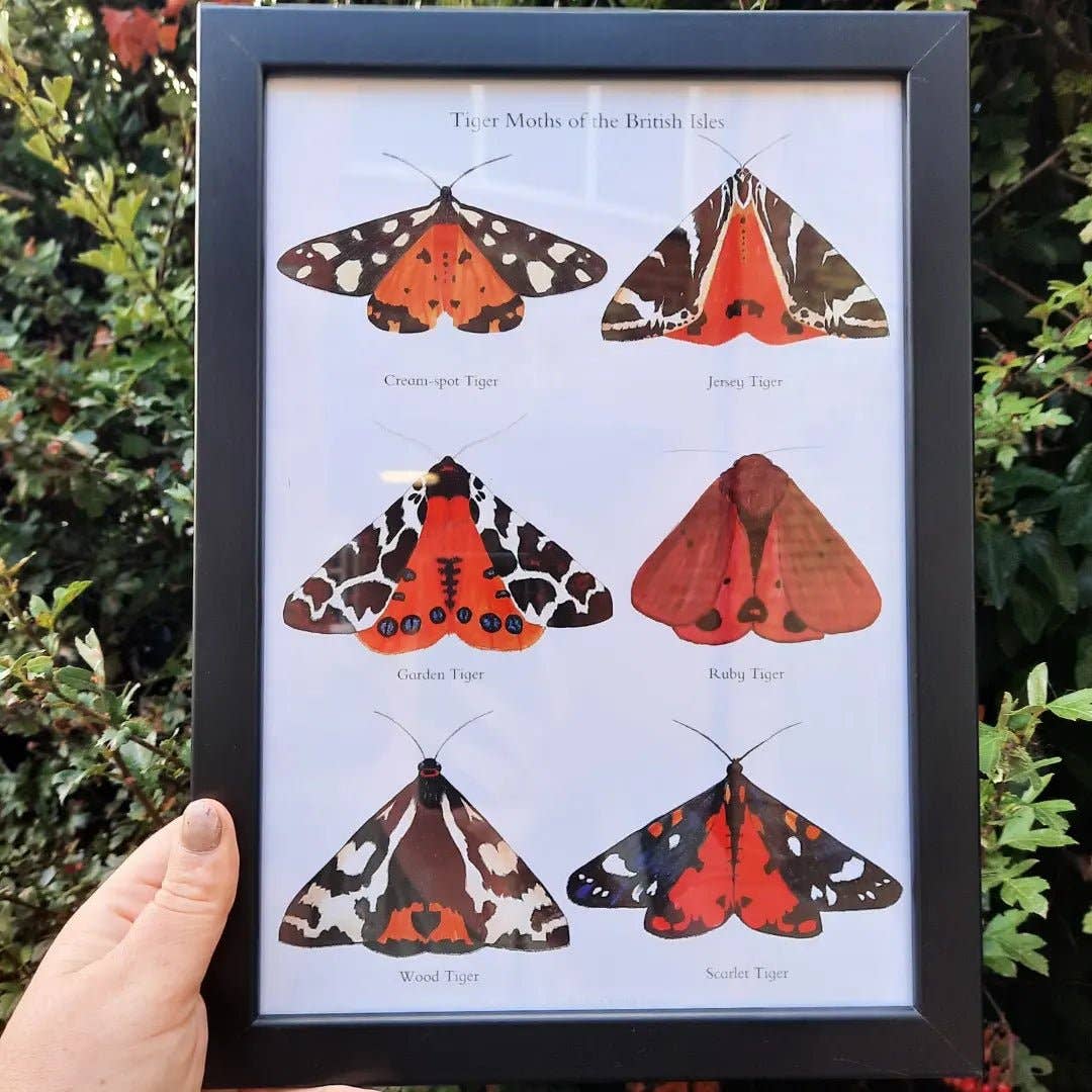 At the Cherry Tree - Wholesale Poster - A4 Tiger Moths of the British Isles - Poster Print2