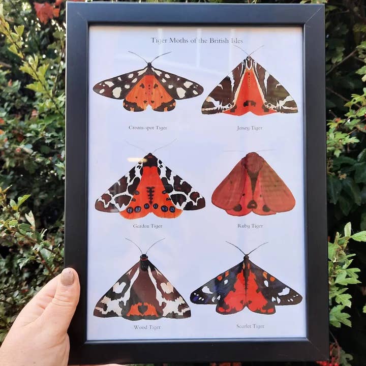 At the Cherry Tree - Wholesale Poster - A4 Tiger Moths of the British Isles - Poster Print2