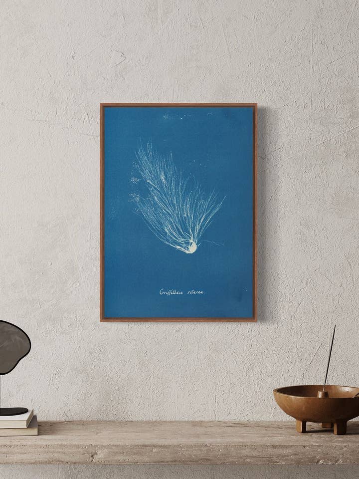 Griffithsia Setacea' - Arte de pared A4, A3, A2 de Anna Atkins. Impresión de arte de pared vintage. Cianotipo, arte natural, monoimpresión, regalo para el Día de la Madre para venta al por mayor de Gabrielle Dalsan