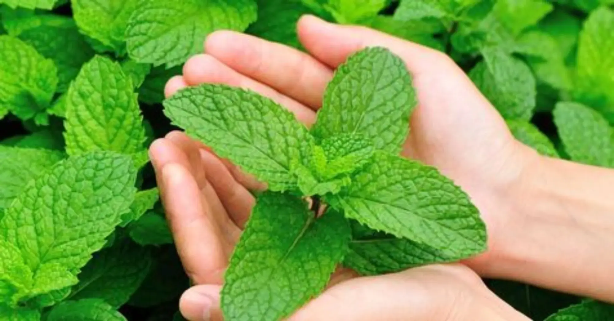 Beessential – Gel de banho por atacado – Sabonete Castela de Hortelã-pimenta Beessential 946ml2