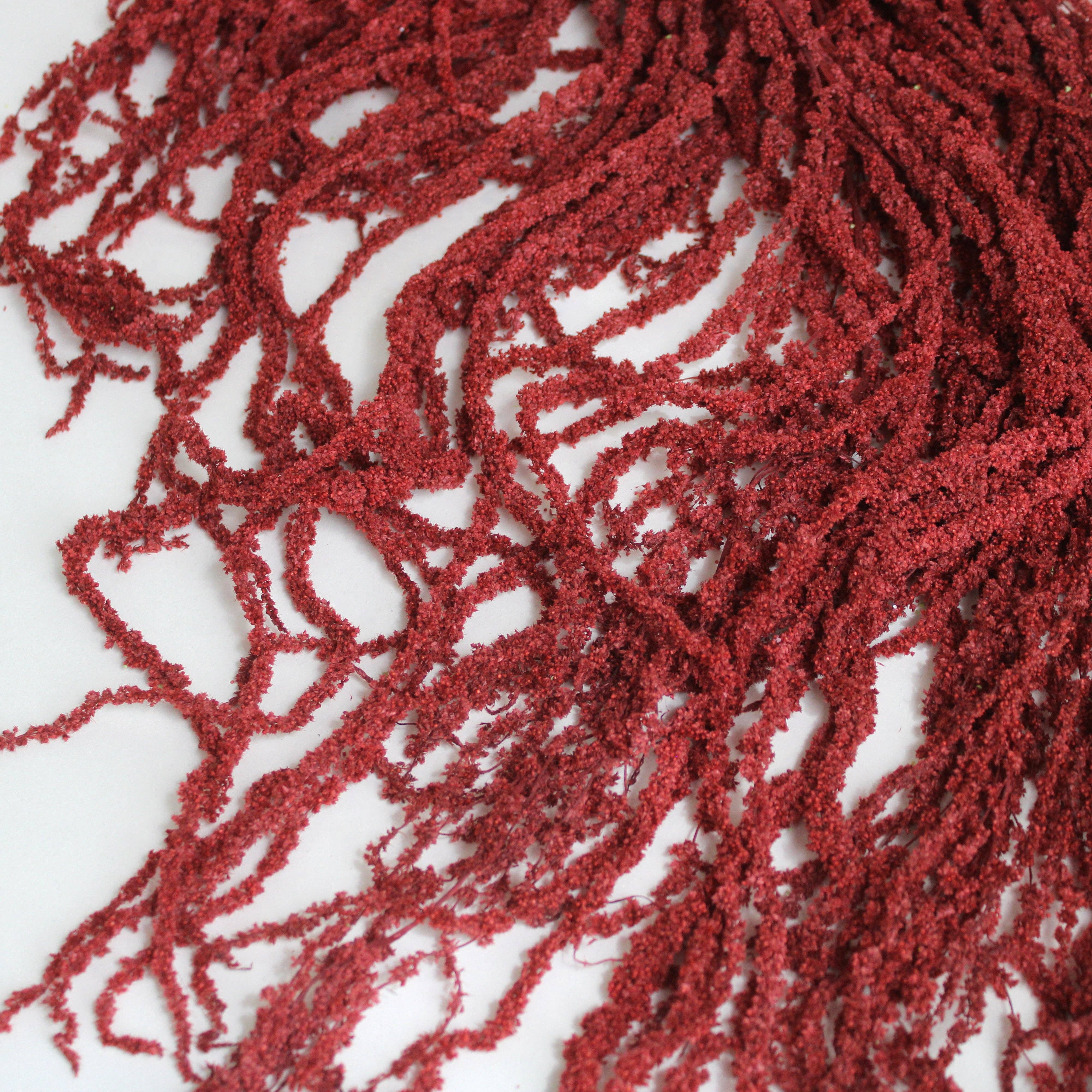 Roxanne's Dried Flowers - Wholesale Dried/Pressed Flowers - Amaranthus (Hanging) - Preserved7