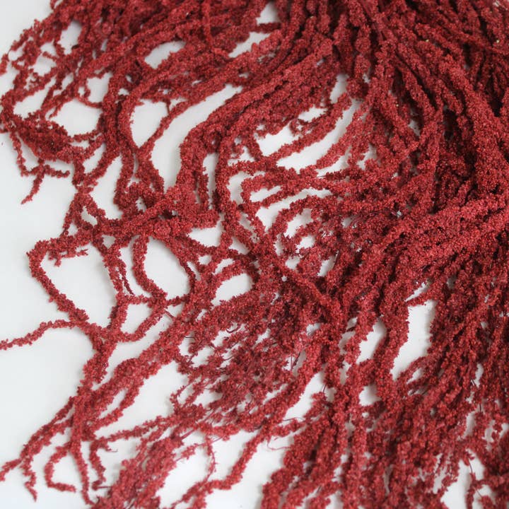 Roxanne's Dried Flowers - Wholesale Dried/Pressed Flowers - Amaranthus (Hanging) - Preserved