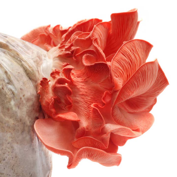 Midwest Grow Kits – wholesale DIY food kit – Pink Oyster Liquid Culture Syringe (10cc)1