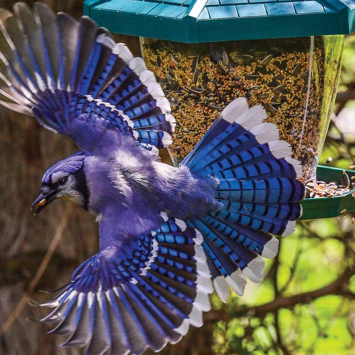 Blue Jay Speed Fine Art 1000 Piece Jigsaw Puzzle for wholesale by PuzzQuest