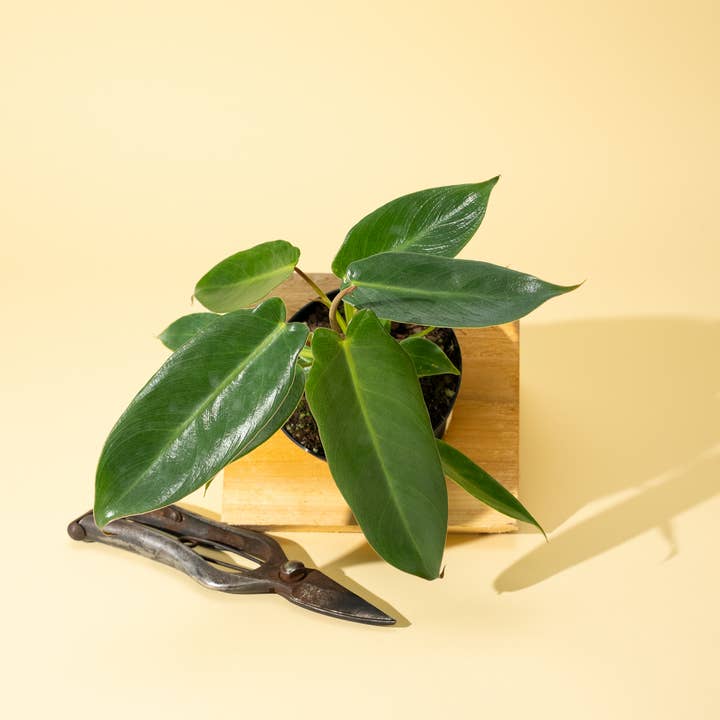 4" Philodendron 'Spiritus Sancti' and other Purchase Wholesale bw003. Free Returns & Net 60 Terms on Faire trending on Faire.