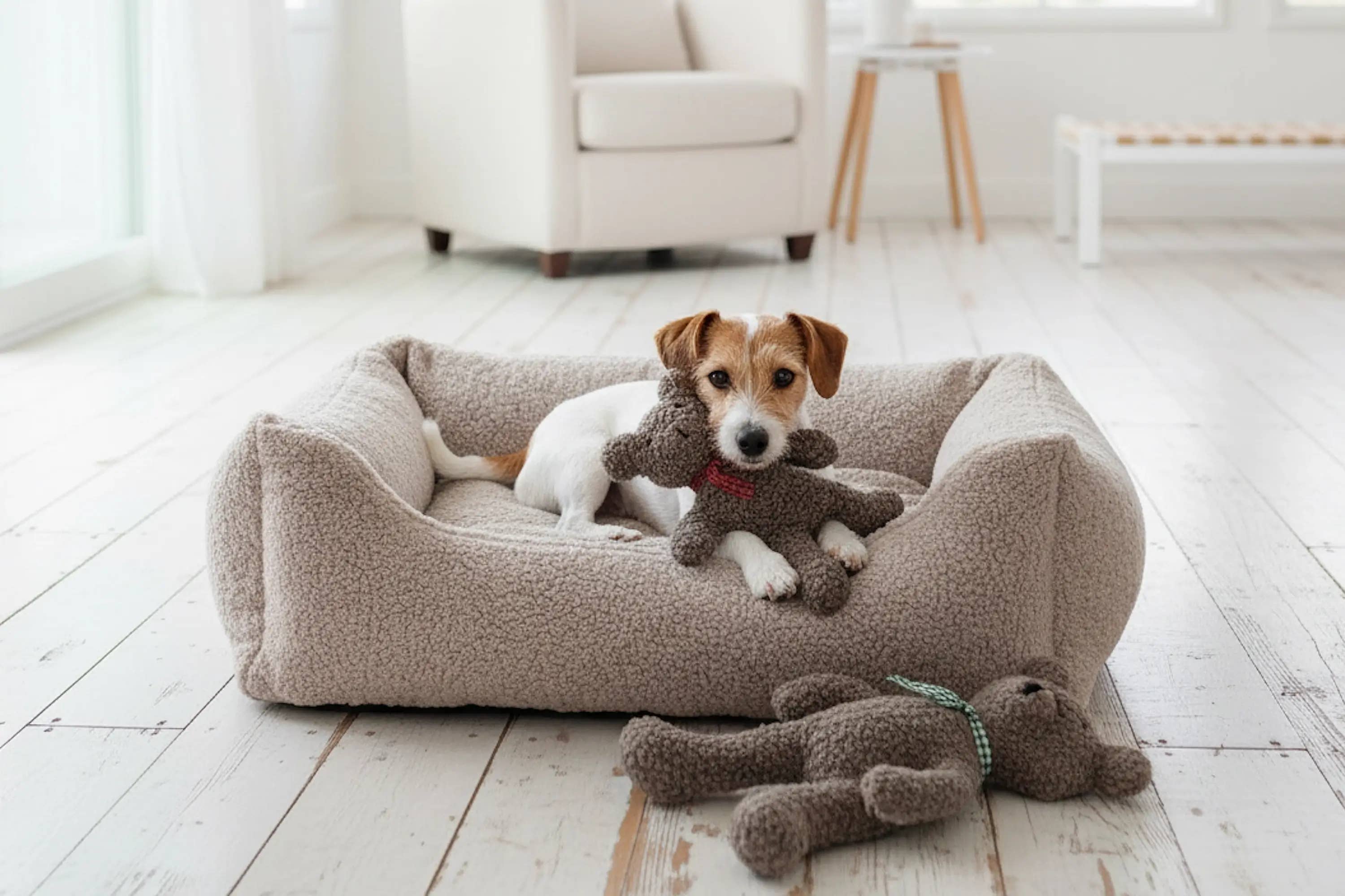 DOGS in the CITY® - Wholesale Pet Toy - Dog - Charly Paddy Stone plush teddy