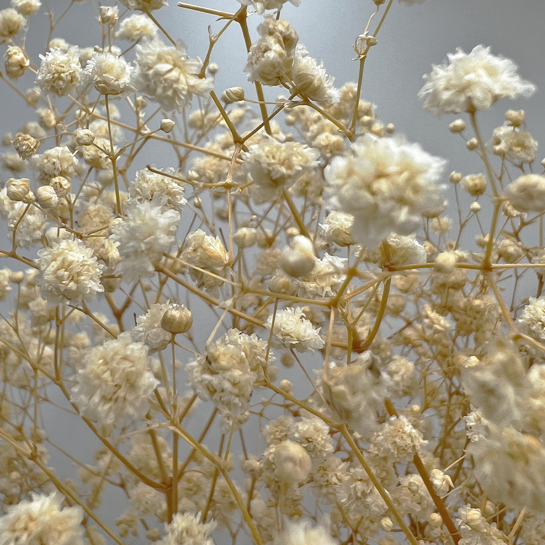 2626 Designs - Wholesale Dried/Pressed Flowers - Preserved Gypsophila, Baby's Breath,24" long7