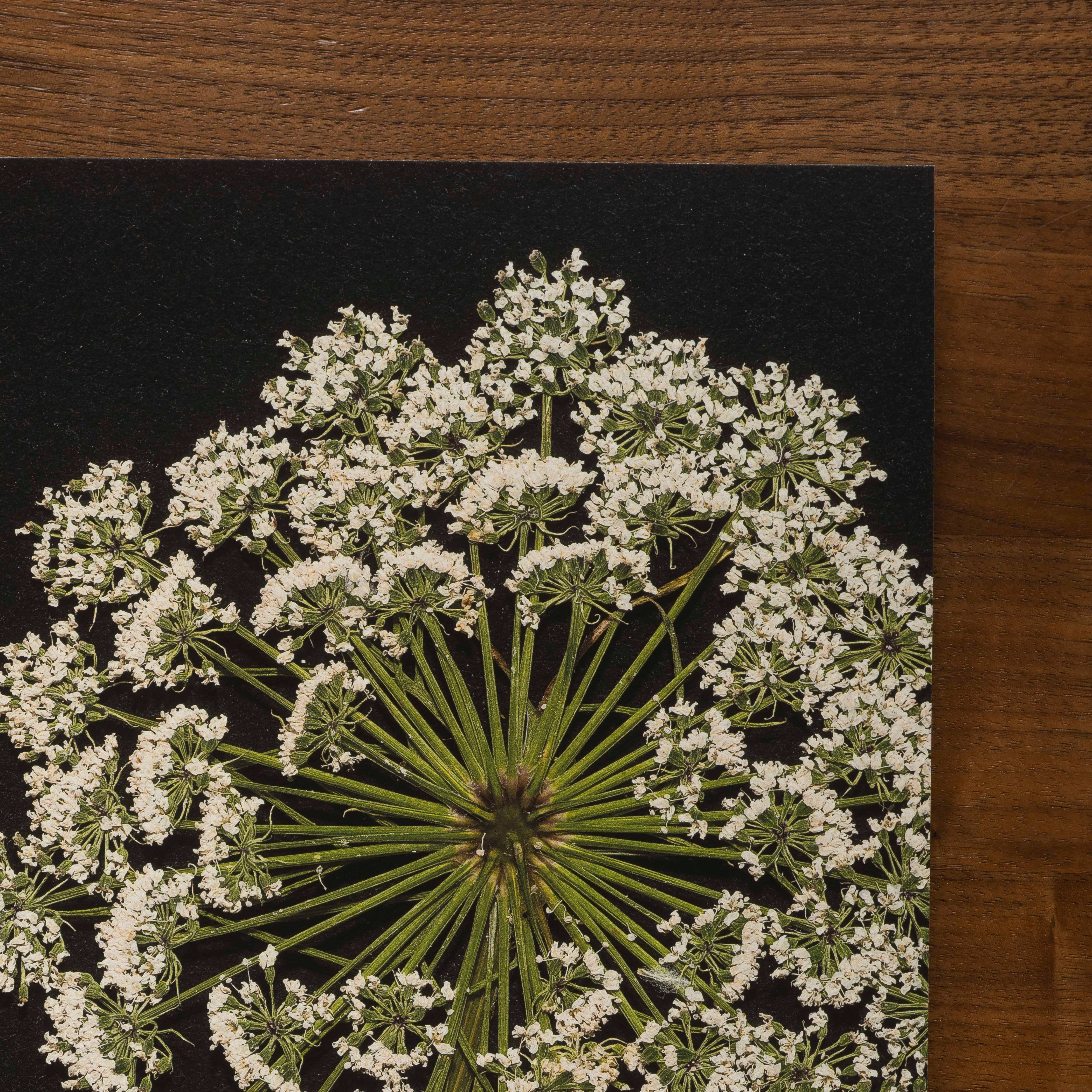 Hope Steinle Pressed Flower Art - Wholesale Art Print - Lace & Light3