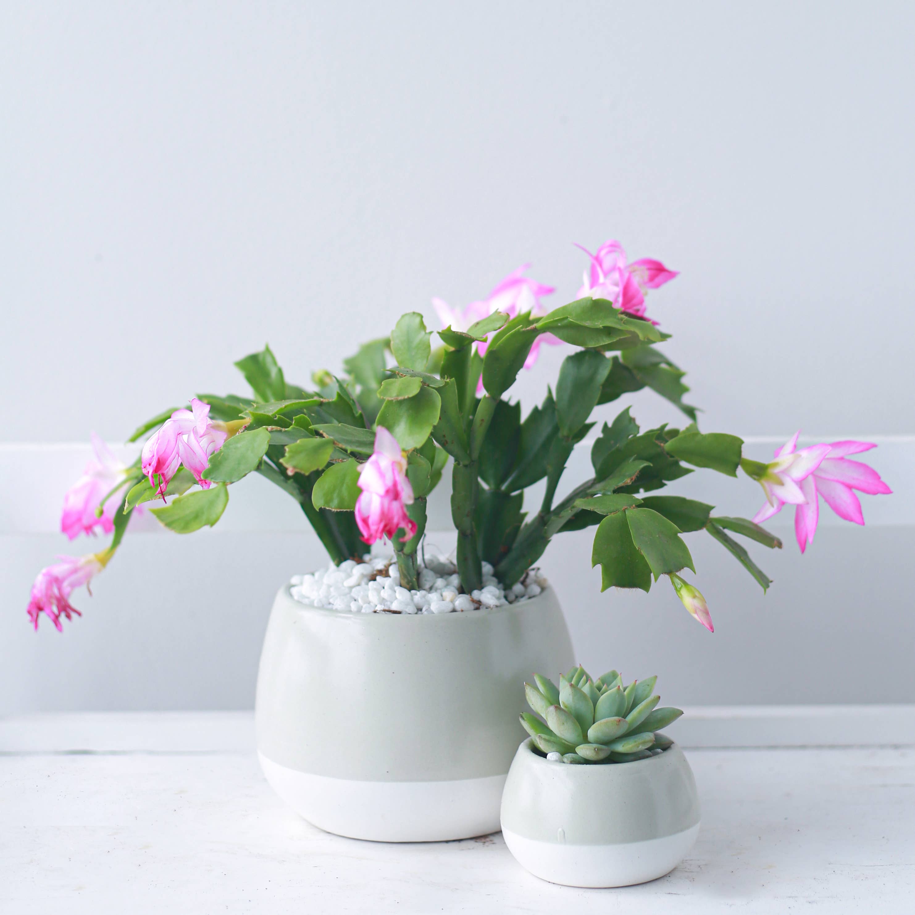 Best Plant Friend - Wholesale Succulent - Christmas Cactus Thanksgiving Cactus -  Succulents 2/4/6in5