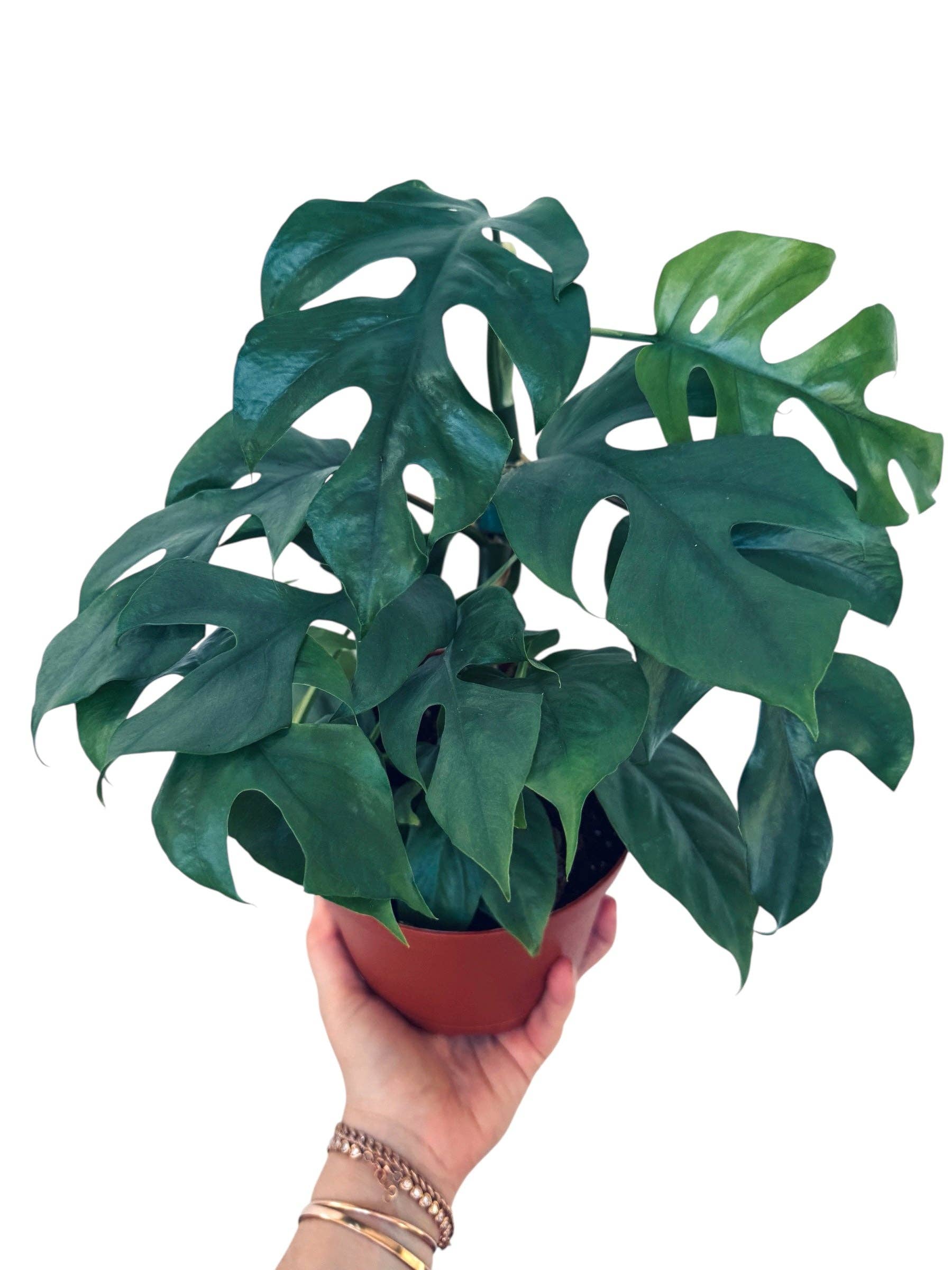 Plant Vault - Wholesale Live Plant - Blue Steel Monstera2