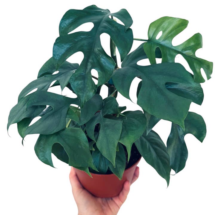 Plant Vault - Wholesale Live Plant - Blue Steel Monstera2