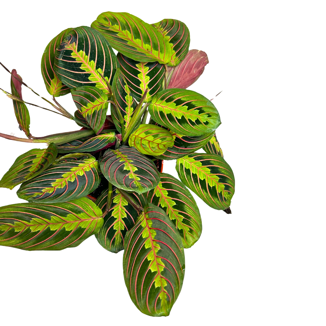 Flow State - Wholesale Live Plant - 6" Maranta Red (Maranta leuconeura) – Prayer Plant 1