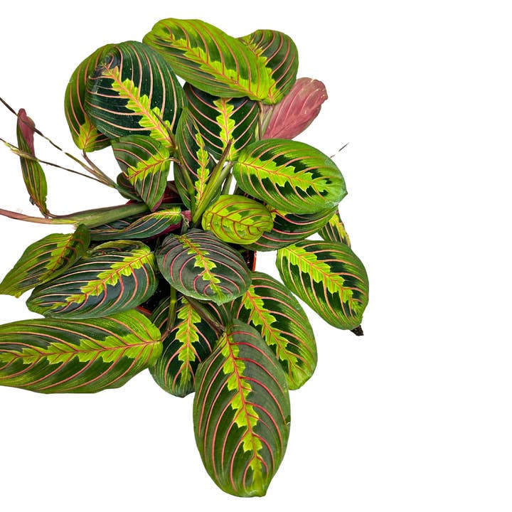 Flow State - Wholesale Live Plant - 6" Maranta Red (Maranta leuconeura) – Prayer Plant 1