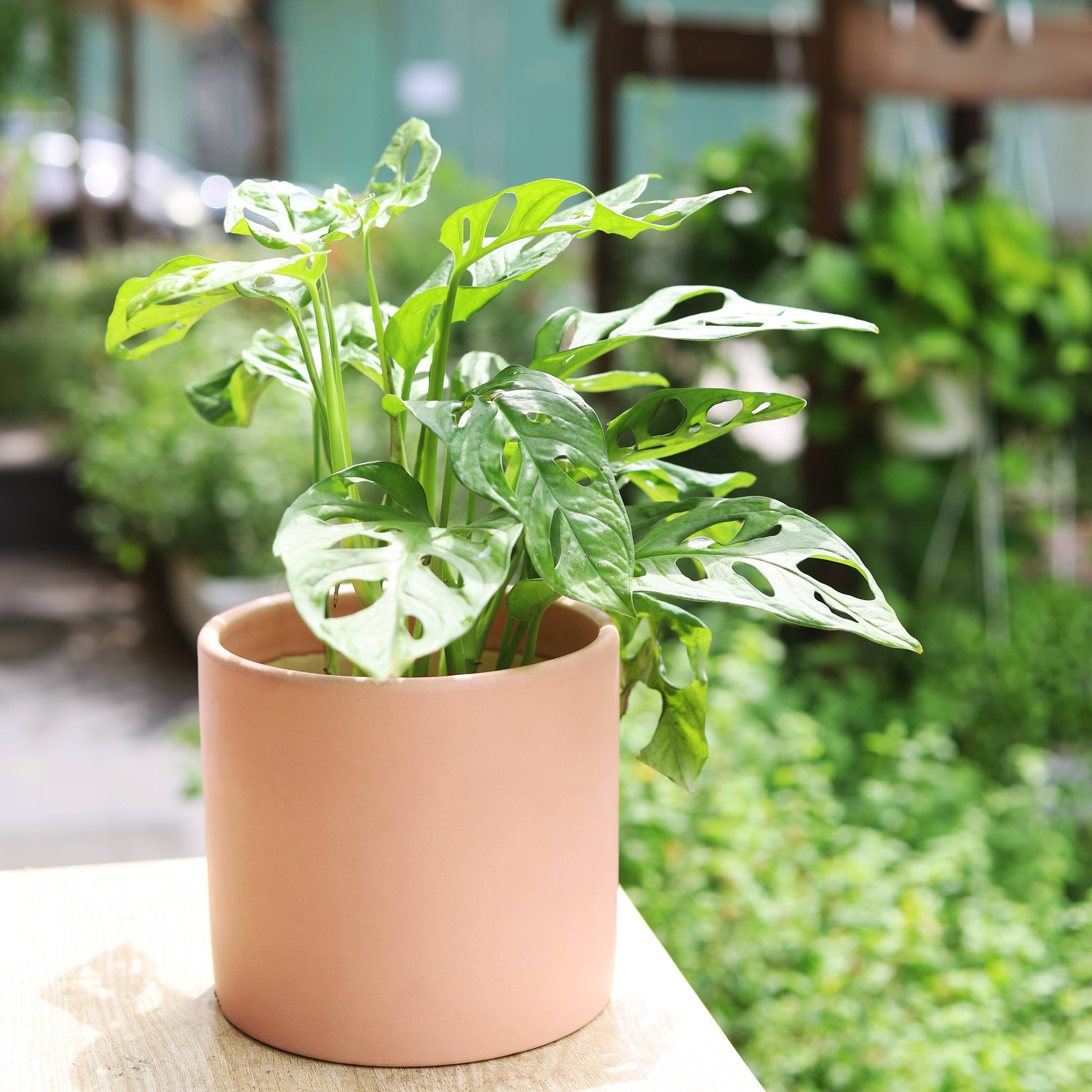 Best Plant Friend - Wholesale Live Plant - Monstera Adansonii 'Swiss Cheese' - Live Plant - 4/6 inch5