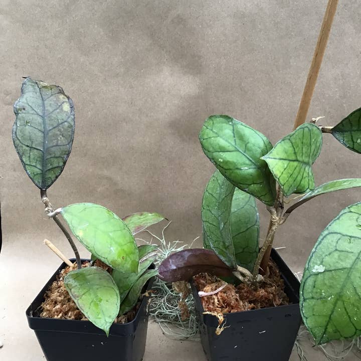 Buzz + Thrive Gardens - Wholesale Live Plant - Hoya sp. Gunung Gading