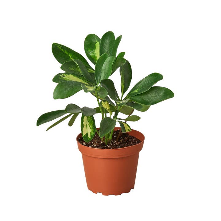 Schefflera Brokig för wholesale av Rooted Treasures Farms