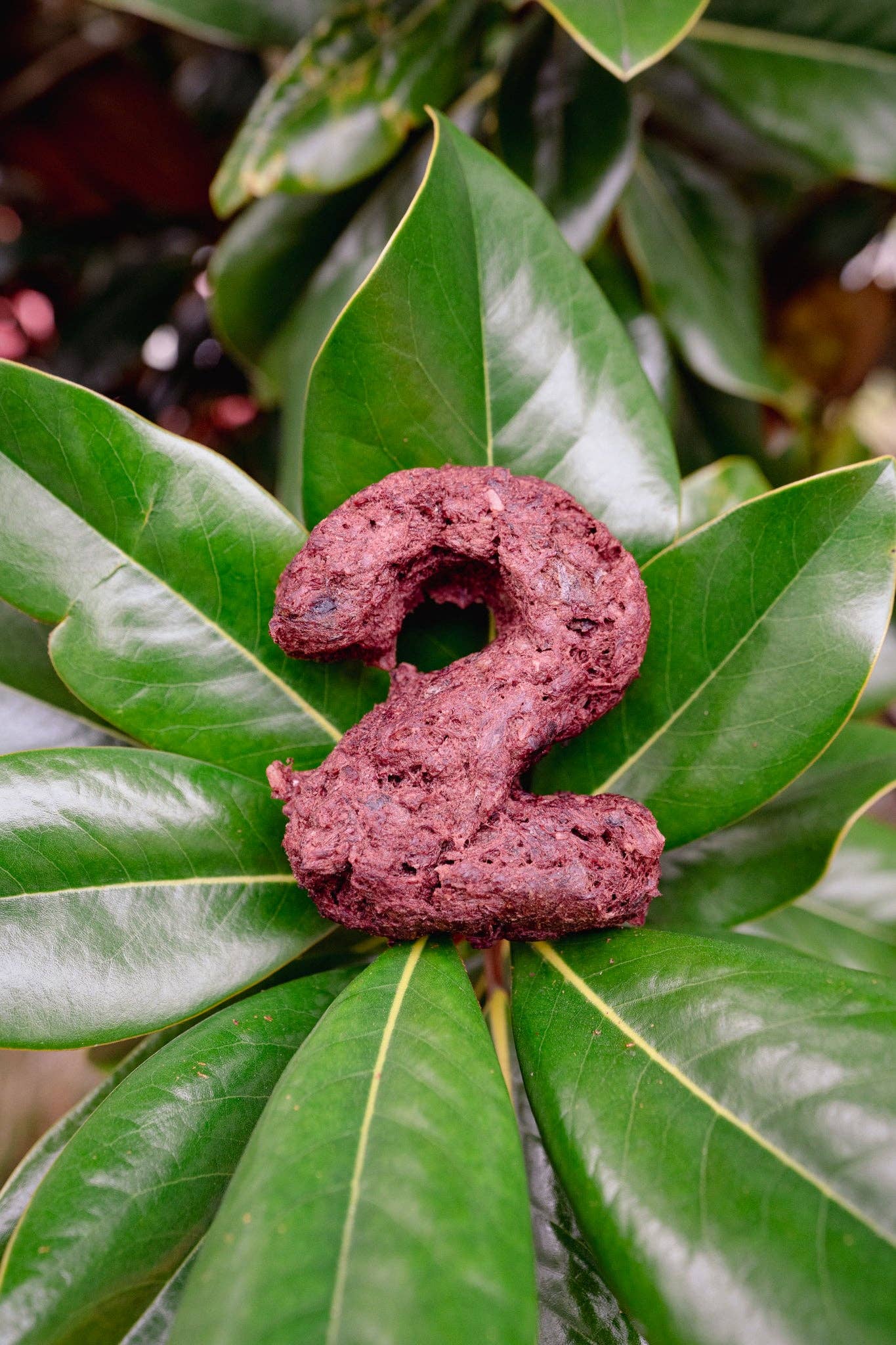 Love Liparu - Wholesale Pet Treats - Dog - MEAT NUMBER | Freeze-Dried Dog + Cat Treat2