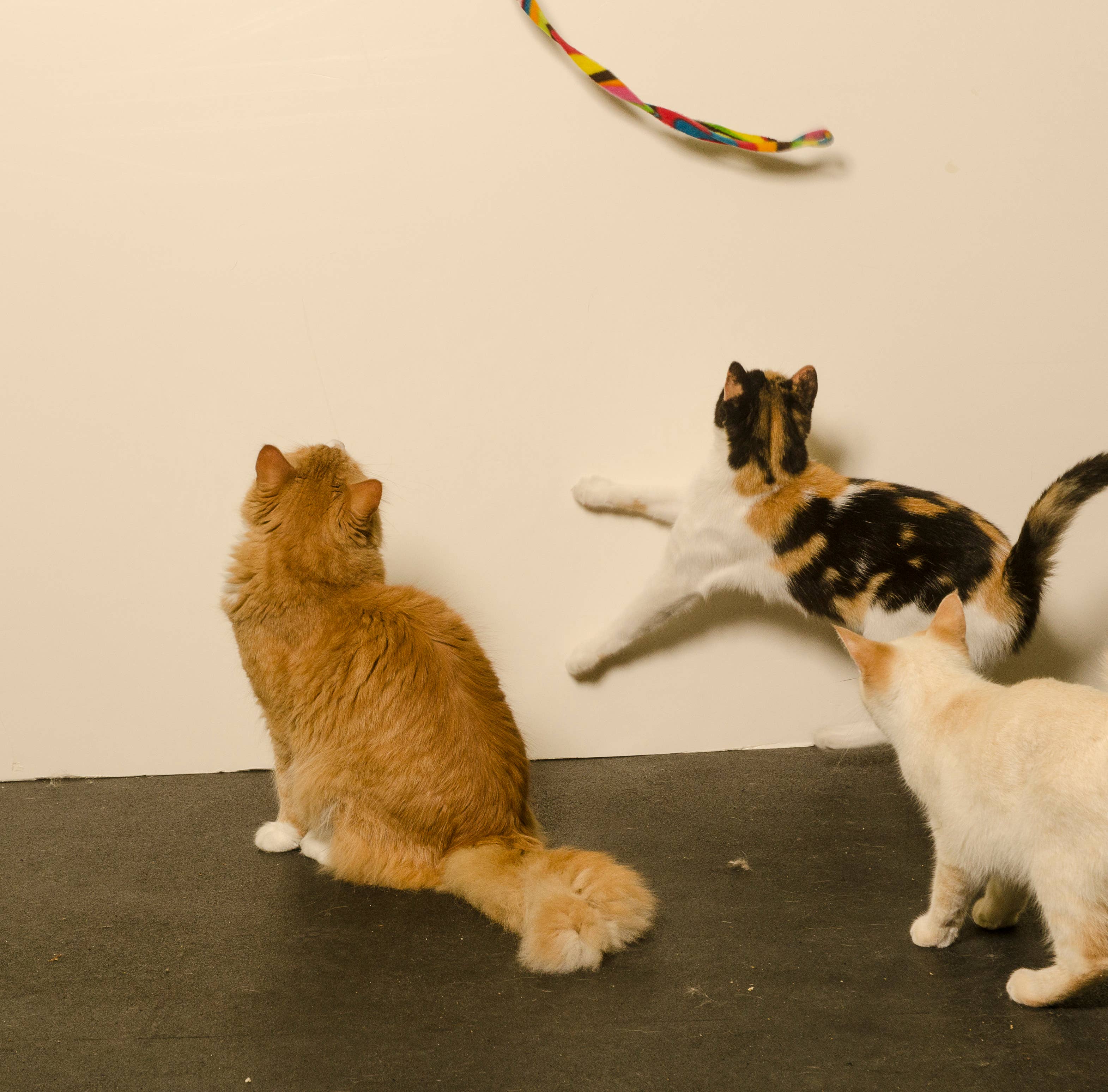 Cat Dancer Products, Inc. - Wholesale Pet Toy - Cat - Cat Dancer Cat Charmer Cat Toy3