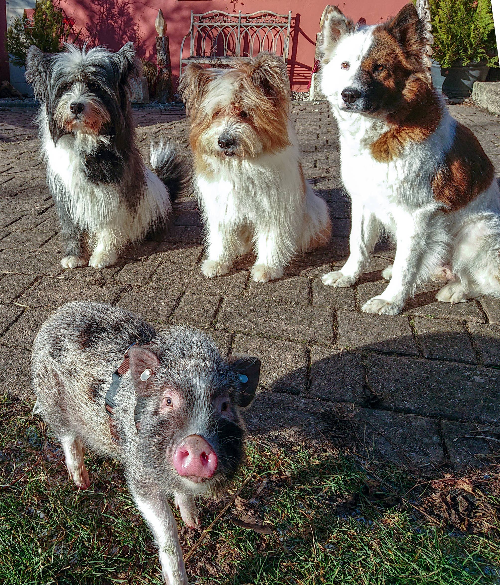 AnRoSi - Wholesale  - Het boek voor en met de hond: Paths to the Family Dog4