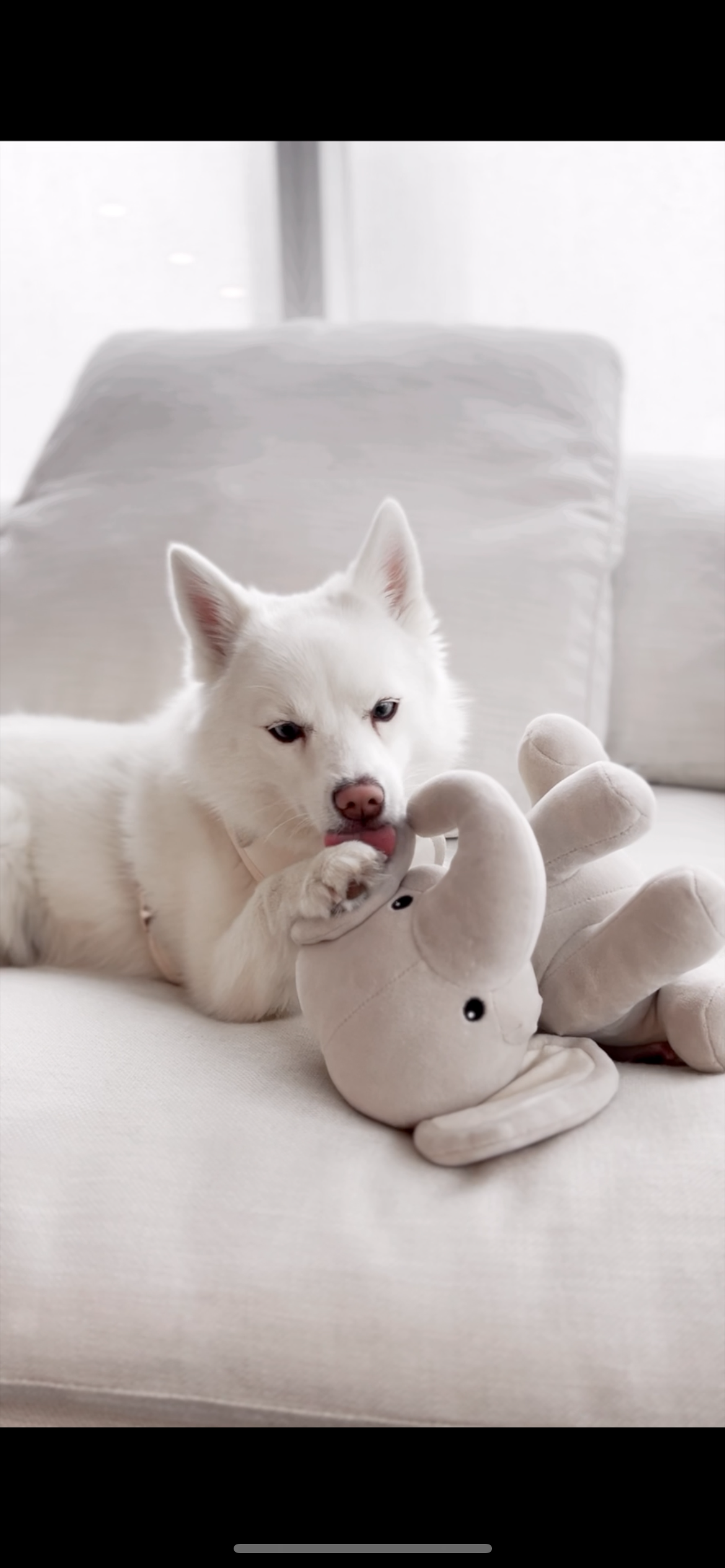 Fur Elise Pets - Wholesale Pet Plush Toy - Dog - Ella Plushie7