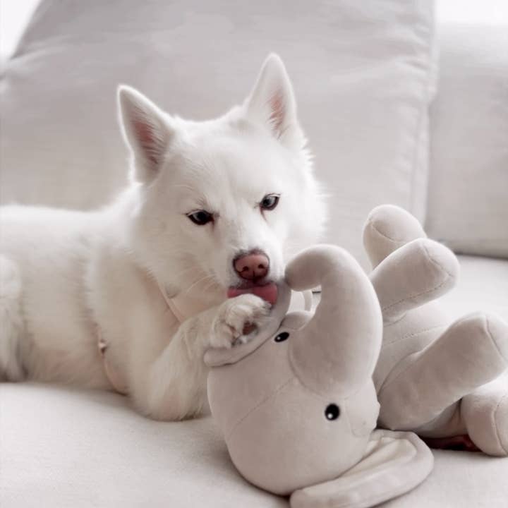 Fur Elise Pets - Wholesale Pet Plush Toy - Dog - Ella Plushie7