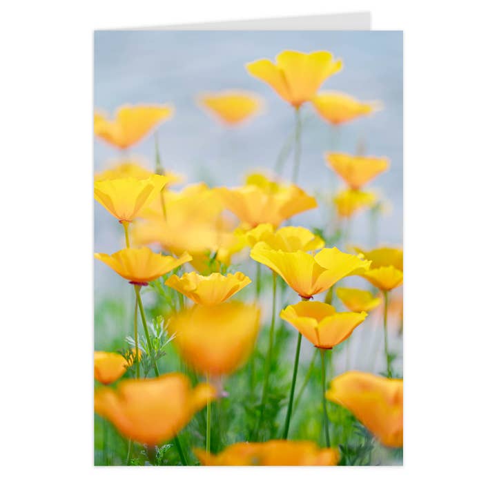 Biglietto pieghevole midi "Papavero della California" per la vendita all'ingrosso da parte di paruspaper. nutzfeine papeterie