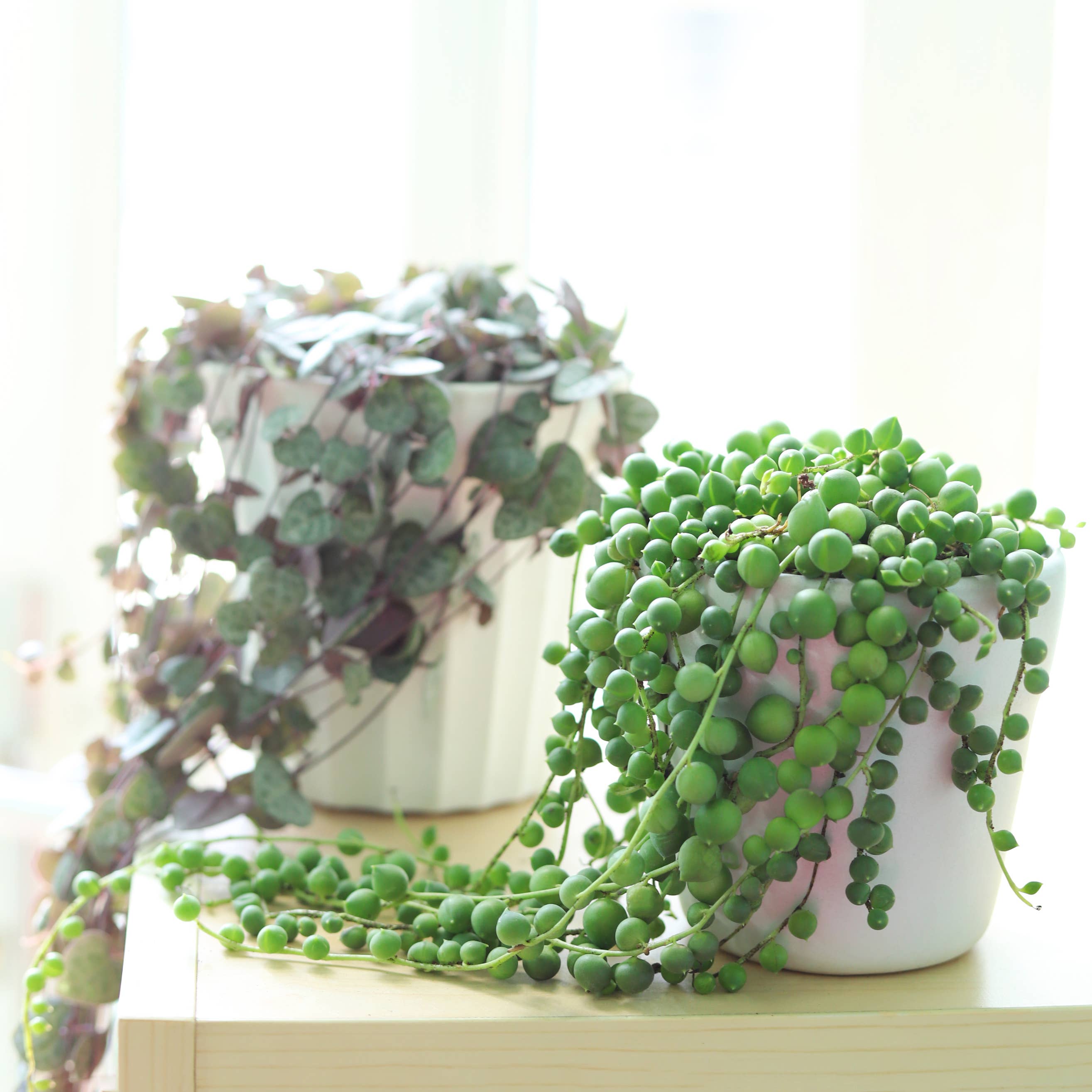 Best Plant Friend - Wholesale Succulent - String Of Pearls Succulent Plant 2/4/6 inch Grower Pot6
