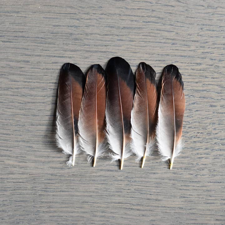 Plumes Naturelles – wholesale Craft supplies – Jay feathers2