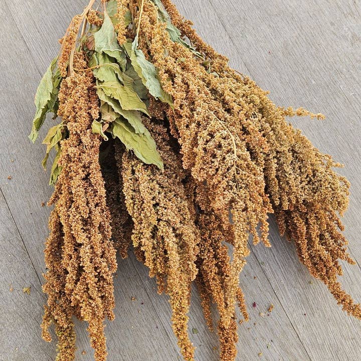 Alissas Flower Farm - Wholesale Dried/Pressed Flowers - Grain: Amaranth