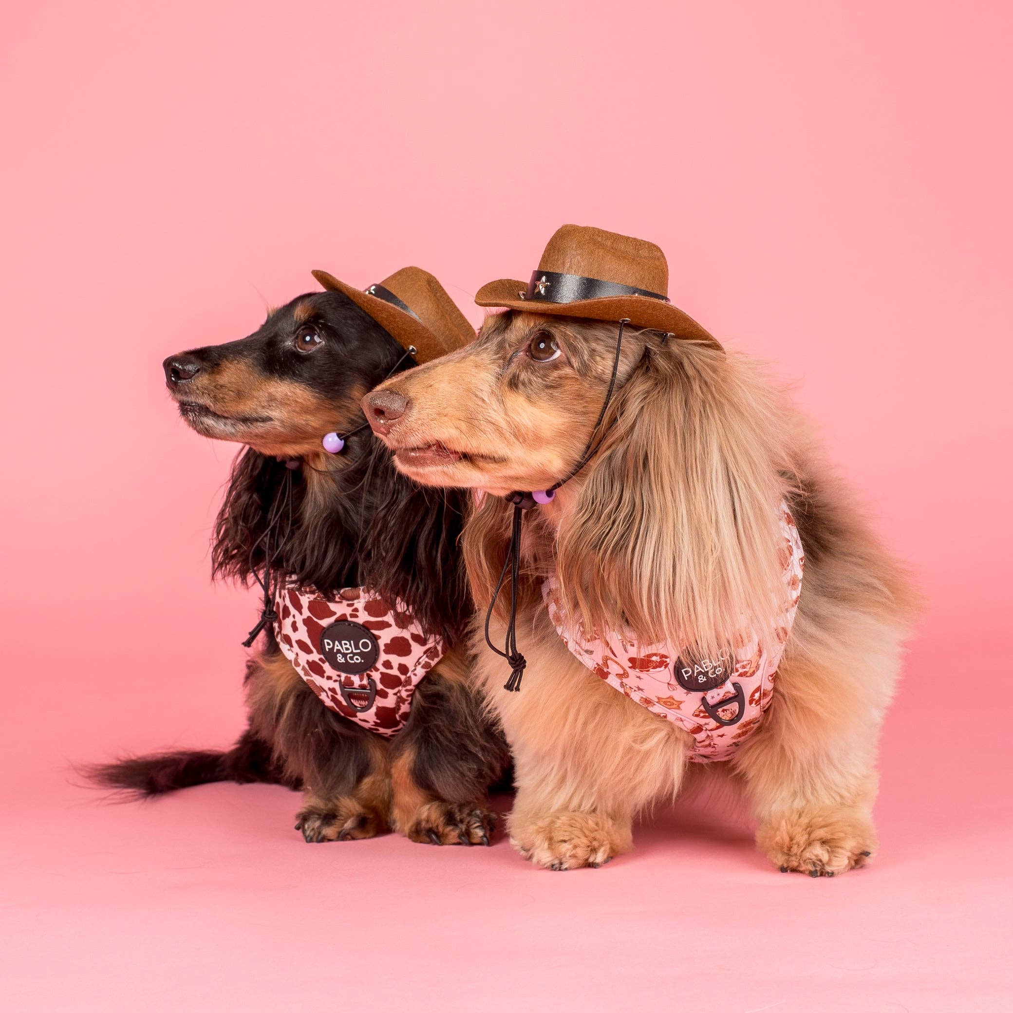 Pablo & Co. Boutique - Wholesale Pet Harness - Dog - Howdy: Adjustable Dog Harness5