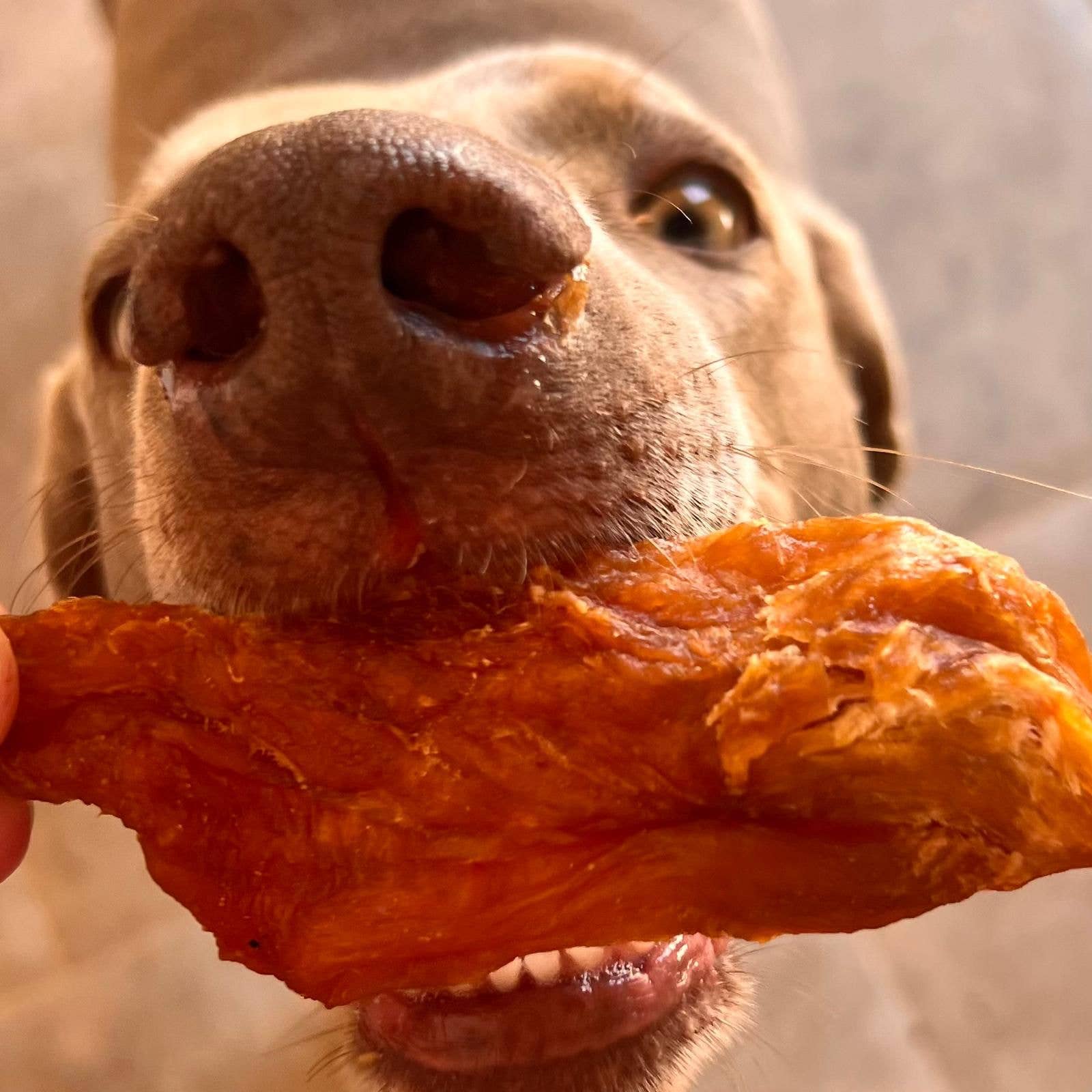 Belpharmed bv: Cooka's Cookies & Sensidog - Wholesale Pet Treats - Dog - Turkey Crispies - Air-Dried Treats For Dogs5