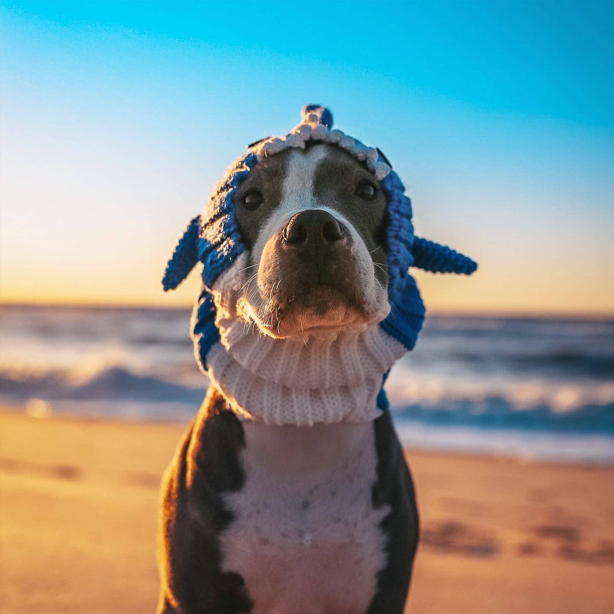 Zoo Snoods - Wholesale Pet Snood - Dog - Baby Shark Dog Snood9