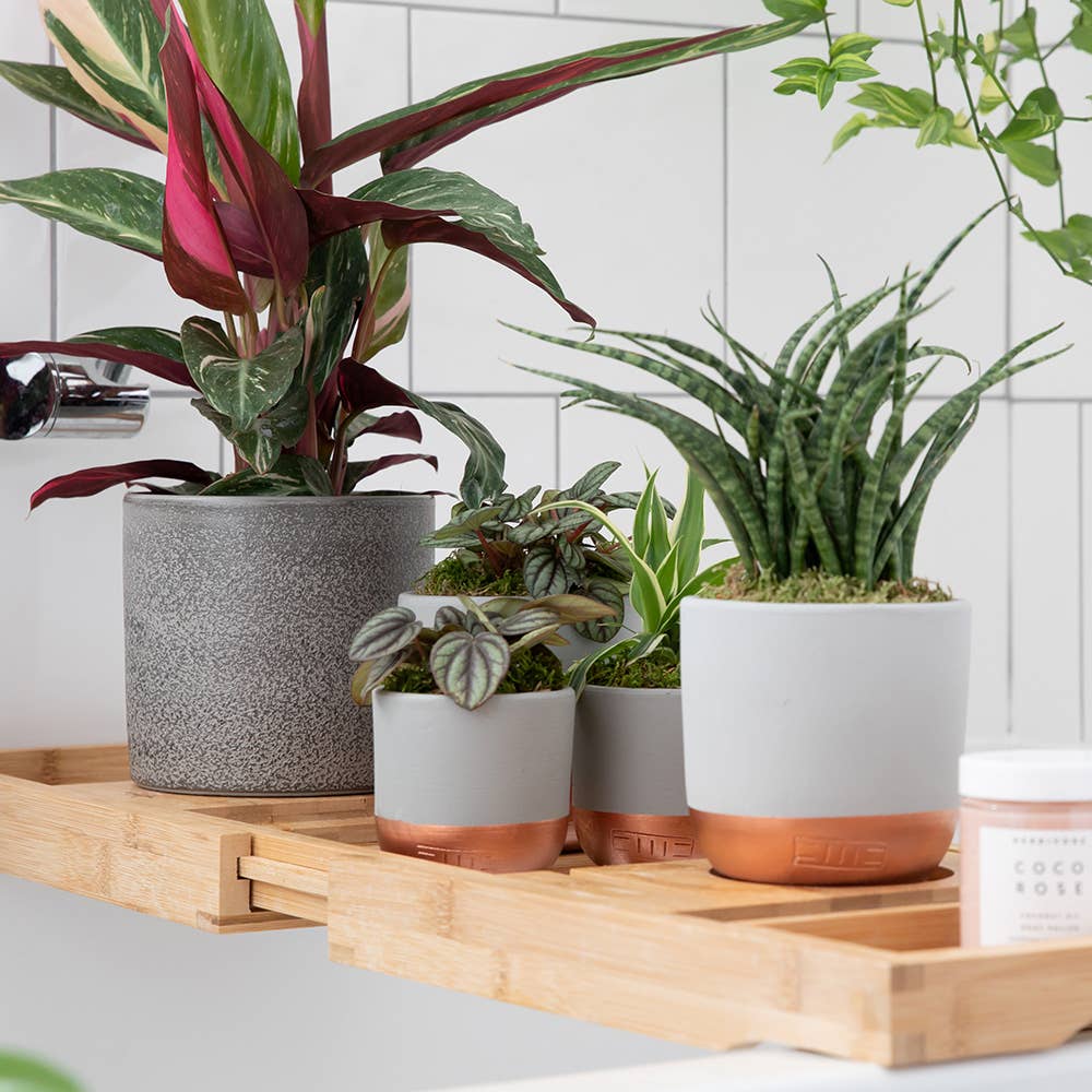 The Little Botanical - Wholesale Live Plant - Sansevieria Fernwood Punk12