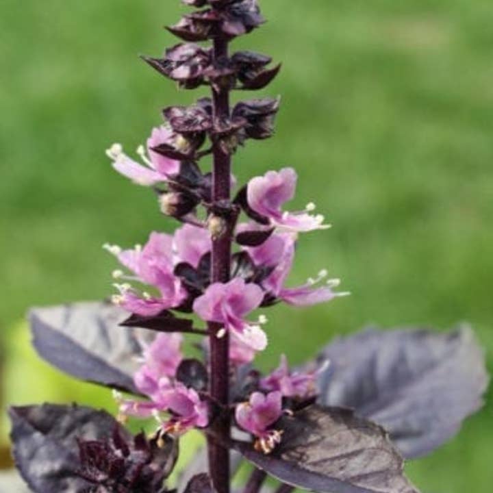 Sow the Magic - Vendita all'ingrosso Semi di piante - Pacchetto di Semi di Basilico Opale Scuro Viola Tarot1