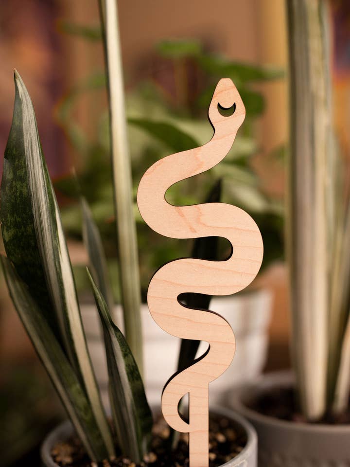 Snake Plant Trellis for wholesale by PlantsNsht