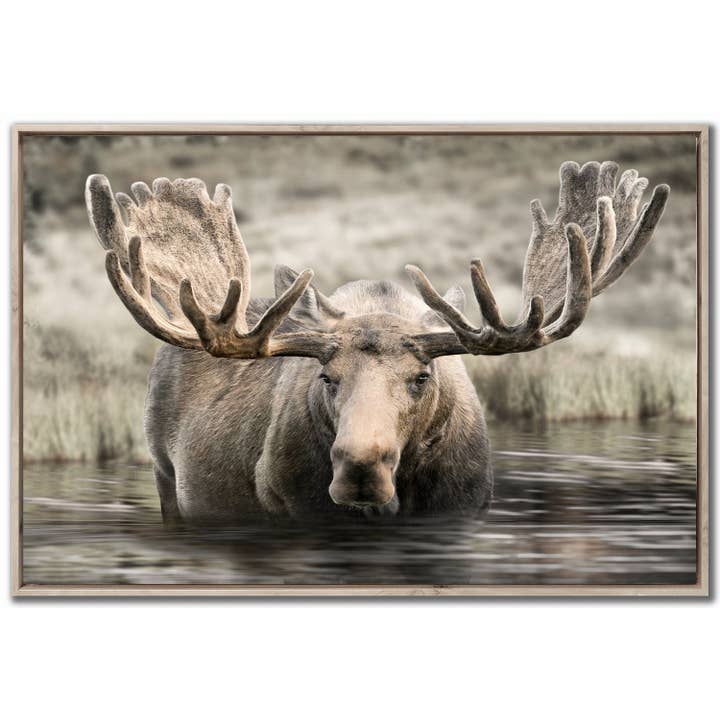 Moose Hot Springs Canvas Wall Art for wholesale by Streamline Art