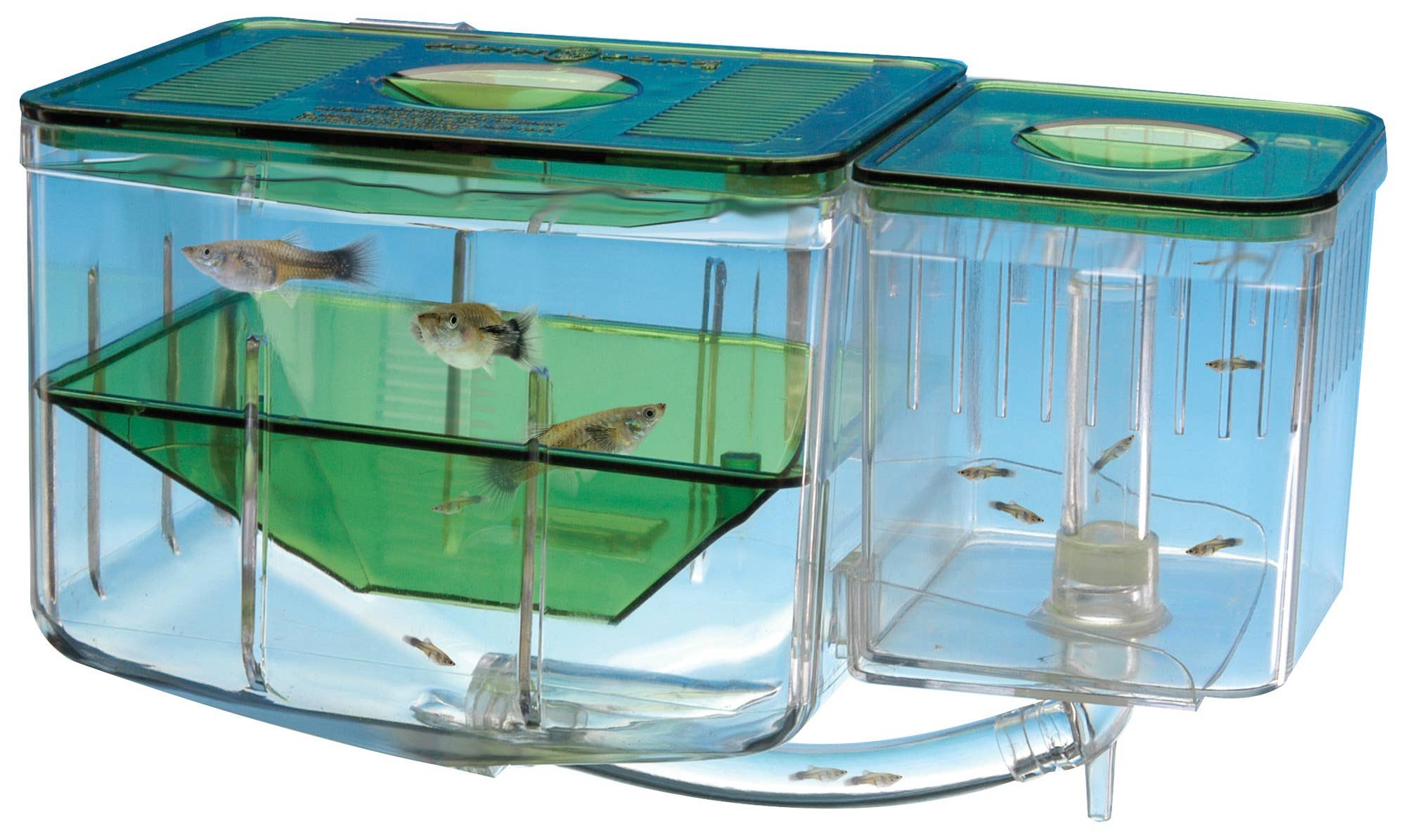 Penn-Plax - Wholesale Terrarium - Aqua-Nursery® – Compact0