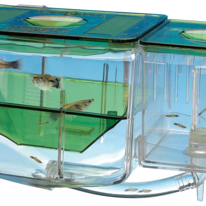 Penn-Plax - Wholesale Terrarium - Aqua-Nursery® – Compact