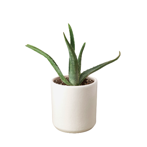 House Plant Wholesale WEST - Wholesale Live Plant - Aloe Vera, Low Maintenance Live Plant8